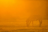 Crawshay's zebra feeding Africa,Plains zebra,Animalia,Chordata,Vertebrate,Equidae,Equid,Equus,Equus quagga,Etosha,Herbivorous,Mammalia,Red,Sun,eating,orange,pattern,feeding,savannah,savanna,grassland,Least Concern,quagga,Stre