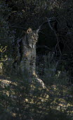 Iberian lynx Carnivores,Iberian Lynx,Lynx pardinus,Mammals,Mammalia,Endangered,Spain,Spanish Lynx,vertebrates,cats,Felidae,Felid,hiding,forest,Carnivora,Europe,Chordates,Chordata,Cats,Animalia,Lynx,Broadleaved,par