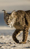Iberian lynx close up Carnivores,Iberian Lynx,Lynx Pardinus,Mammals,Mammalia,Felidae,Felid,Endangered,Spain,Spanish Lynx,vertebrates,Big cats,cats,close up,face,head,eyes,Europe,Chordates,Chordata,Carnivora,Cats,Animalia,L