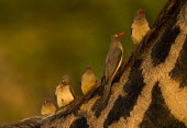 Oxpeckers sat on a giraffe Birds,Aves,grooming,perching,giraffe,oxpeckers,Africa,Buphagidae,endemic,sun,sunset