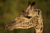 Thornicroft giraffe head Africa,Animalia,Thornicroft,Giraffe,Camelopardis,Endangered,close-up,head,Herbivorous,wild,Chordata,vertebrate,pattern,patterned,ears,eyes,funny,Giraffidae,Terrestrial,Cetartiodactyla,Savannah,camelop
