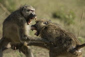 Two yellow baboons playing Africa,Animalia,Cercopithecidae,Chordata,Chordates,Cynocephalus,Mammals,Old World Monkeys,monkeys,monkey,Omnivorous,primates,playing,play fighting,two,teeth,mouth,Primates,Mammalia,Sub-tropical,Carniv