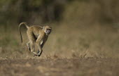 Yellow baboon on the move Africa,Animalia,Cercopithecidae,Chordata,Chordates,Cynocephalus,Mammalia,mammals,Old World monkeys,monkey,Omnivorous,primates,Yellow,Baboon,walking,motion,action,on ground,Old World Monkeys,Primates,M