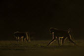 Two Yellow baboons looking for food Africa,Animalia,Cercopithecidae,Chordata,Chordates,Cynocephalus,Mammals,Old World Monkeys,Omnivorous,primates,Yellow,Baboon,sun,sunset,orange,shadow,silhouette,Primates,Mammalia,Sub-tropical,Carnivoro