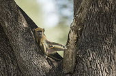 Yellow baboon relaxing in tree Africa,Animalia,Cercopithecidae,Chordata,Chordates,Cynocephalus,Mammals,Old World Monkeys,Omnivorous,primates,Yellow,Baboon,chilling,sitting,relaxing,tree,posing,Primates,Mammalia,Sub-tropical,Carnivo