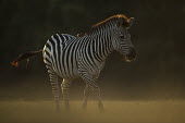 Crawshay's Zebra walking Africa,Plains zebra,Animalia,Chordata,Vertebrate,Equidae,Equid,Equus,Equus quagga,Etosha,Herbivorous,Mammalia,mammals,Sun,orange,pattern,walking,stripes,Least Concern,quagga,Streams and rivers,Perisso