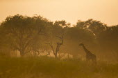 Thornicroft giraffe in the grassland Africa,Animalia,Thornicroft,Giraffe,Camelopardis,Endangered,close-up,head,Herbivorous,wild,Chordata,vertebrate,pattern,patterned,sun,sunny,sunset,trees,savannah,savanna,grassland,tree,alone,solo,Giraf