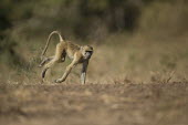 Yellow baboon exploring Africa,Animalia,Carnivorous,Cercopithecidae,Chordata,Chordates,Cynocephalus,Mammalia,mammals,Old World monkeys,monkey,Omnivorous,primates,Yellow,Baboon,walking,motion,action,on ground,Old World Monkey