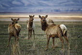 Alert elk elk,cervus elaphus,mammalia,mammal,cetardtiodactyla,deer,cervidae,least concern,female,group,vigilant,alert,grassland,profile,plains,wyoming,USA,north america,America,Even-toed Ungulates,Artiodactyla,