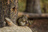 Squirrel eating Belinda Greb squirrel,sciuridae,eating,foraging,mammalia,mammal,forest,wood,acorn,profile,wyoming,USA,north america,vertebrate,America