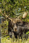 Bull moose moose,alces alces,mammalia,mammal,cervidae,antlers,face,forest,wood,least concern,male,bull,nose,wyoming,USA,North america,deer,America,Cervidae,Deer,Mammalia,Mammals,Chordates,Chordata,Even-toed Ungu