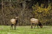 Cow elk grazing in the lowlands elk,deer,cervus elaphaus,cervidae,mammalia,mammal,pair,grazing,foraging,female,grasslands,least concern,cetardtiodactyla,oregon,USA,North america,cow elk,America,Even-toed Ungulates,Artiodactyla,Cervi