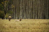 Cow elk resting elk,deer,cervus elaphaus,cervidae,mammalia,mammal,pair,grazing,foraging,female,grasslands,least concern,cetardtiodactyla,oregon,USA,North america,resting,cow elk,forest,sitting,aspen,populus,America,E
