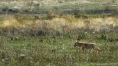 Coyote on the prowl coyote,canis latrans,mammalia,mammal,carnivora,canidae,side view,grasslands,yellowstone national park,yellowstone,wyoming,hunting,USA,North america,least concern,vertebrate,America,Mammalia,Mammals,Do