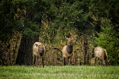 Cow elks eating elk,deer,cervus elaphaus,cervidae,mammalia,mammal,pair,grazing,foraging,female,grasslands,least concern,cetardtiodactyla,oregon,USA,North america,cow elk,America,Even-toed Ungulates,Artiodactyla,Cervi