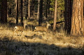 Deer on the run white-tailed deer,odocoileus virginianus,mammalia,mammal,cervidae,deer,running,female,doe,pair,forest,woods,oregon,USA,north america,vertebrate,least concern,America,Mammalia,Mammals,Even-toed Ungulat