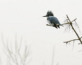 Kingfisher looking for prey in heavy fog belted kingfisher,megaceryle alcyon,aves,bird,alcedinidae,river kingfishers,vertebrate,hunting,looking,foraging,least concern,beak,bill,feathers,fog,perched,oregon,profile,USA,North America,America,Ch