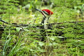 Male pileated woodpecker on the ground pileated woodpecker,Hylatomus pileatus,aves,bird,picidae,woodpecker,male,least concern,vertebrate,oregon,USA,north america,forest,green,head,beak,bill,eye,America,Picidae,Woodpeckers,Piciformes,Woodpe