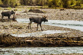 Moose crossing river moose,alces alces,mammalia,mammal,cervidae,antlers,river,least concern,male,bull,nose,wyoming,USA,North america,deer,river crossing,pair,side profile,America,Cervidae,Deer,Mammalia,Mammals,Chordates,C