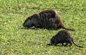 American beaver female with young american beaver,beaver,baby,castor canadensis,mammalia,mammal,castoridae,foraging,washington,USA,North America,least concern,mother,kit,cub,parent,family,eating,grassland,America,Mammalia,Mammals,Beav