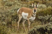 Pronghorn antelope pronghorn antelope,mammalia,antilocapridae,antilocapra americana,mammal,least concern,grazing,camouflage,grasslands,wyoming,USA,north america,profile,America,Chordates,Chordata,Even-toed Ungulates,Art
