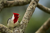 Red-crested cardinal red-crested cardinal,aves,bird,thraupidae,tanager,red,bright,perched,forest,least concern,woods,beak,bill,introduced,hawaii,USA,America