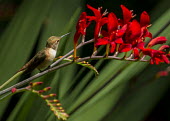 Rufous hummingbird perching rufous hummingbird,selasphorus rufus,aves,bird,trochilidae,hummingbird,least concern,vertebrate,beak bill,flower,petals,red,green,side view,forest,oregon,USA,north america,America,Chordates,Chordata,H
