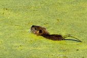 Young muskrat swimming muskrat,ondatra zibethicus,mammalia,mammal,cricetidae,rodent,swimming,wetlands,water,baby,kit,young,juvenile,whiskers,ears,vertebrate,least concern,washington,USA,north america,America,Rodents,Rodenti