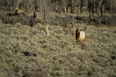 Elk bull elk,cervus elaphus,mammalia,mammal,cetardtiodactyla,deer,cervidae,least concern,vigilant,alert,grassland,profile,plains,wyoming,USA,north america,stag,male,antlers,forest,winter,America,Even-toed Ungu