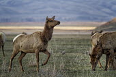 Elk cow elk,cervus elaphus,mammalia,mammal,cetardtiodactyla,deer,cow,cervidae,least concern,vigilant,alert,grassland,profile,plains,wyoming,USA,north america,female,grazing,group,America,Even-toed Ungulates,A