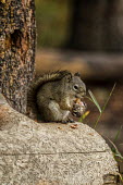 Squirrel eating acorn squirrel,sciuridae,eating,foraging,mammalia,mammal,forest,wood,acorn,profile,wyoming,USA,north america,animal behaviour,tail,America