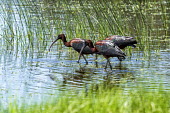 Three glossy ibis glossy ibis,plegadis falcinellus,aves,birds,threskiornithidae,wading birds,wading,beak,bill,water,wetland,reeds,reflection,side profile,vertebrate,virginia,USA,north america,group,foraging,America,Cic