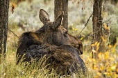 Moose in habitat moose,alces alces,mammalia,mammal,cervidae,face,forest,wood,least concern,female,nose,wyoming,USA,North america,deer,waiting,grassland,ears,America,Cervidae,Deer,Mammalia,Mammals,Chordates,Chordata,Ev