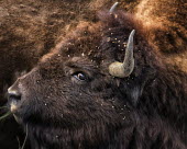 Bison close-up bison,bison bison,mammalia,mammal,bovidae,bovine,american bison,close up,grasslands,vertebrate,near threatened,horns,eye,nose,young,buffalo,wood buffalo,America,Mammalia,Mammals,Bovidae,Bison, Cattle,