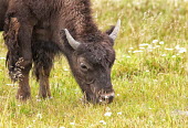Young bison grazing bison,bison bison,mammalia,mammal,bovidae,bovine,american bison,close up,grasslands,vertebrate,near threatened,horns,eye,nose,young,buffalo,wood buffalo,grazing,juvenile,calf,America,North America,Mam