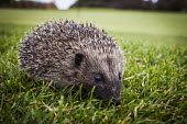 Hedgehog Hedgehog,western european hedgehog,Western hedgehog,northern hedgehog,mammalia,mammal,Erinaceidae,least concern,close up,profile,vertebrate,grassland,urban wildlife,cute,face,ears,eyes,nose,UK species