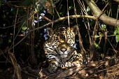 Jaguar relaxing in the shade Jaguar,Panthera onca,mammalia,mammal,carnivora,carnivore,felidae,Brazil,Cat,feline,jungle,tree,trees,Pantanal,predator,shade,spots,wetland,near threatened,vertebrate,South America,face,close up,paws,b