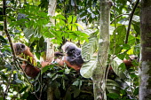 Orangutan Asia,ape,Bukit Lawang,critically endangered species,critically endangered,Indonesia,Northern Sumatra,South East Asia,Sumatra,apes,primates,homidae,rainforest,forest,vertebrate,female,parent,portrait,p