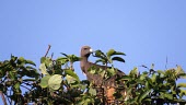 Indian vulture in tree Indian vulture,Long-billed Vulture,Gyps indicus,critically endangered species,critically endangered,aves,birds,vulture,old world vulture,accipitridae,low angle,perched,vertebrate,head,feathers,beak,bi