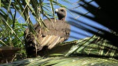 Indian vulture in tree Indian vulture,Long-billed Vulture,Gyps indicus,critically endangered species,critically endangered,aves,birds,vulture,old world vulture,accipitridae,low angle,perched,vertebrate,head,feathers,beak,bi