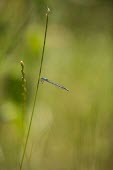 Damselfly 1 Damselfly,zygoptera,insect,insecta,invertebrate,profile,side profile,UK species,British species,UK,blue,Europe,blurry,blurred,perching,perched