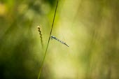 Damselfly 2 Damselfly,zygoptera,insect,insecta,invertebrate,profile,side profile,UK species,British species,UK,blue,close up,Europe,perching,perched,blurred,blurry
