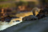 Grey Squirrel Sciurus carolinensis,sciuridae,mammalia,mammal,gray squirrel,grey squirrel,vertebrate,least concern,urban,urban wildlife,introduced species,invasive species,non native,side profile,tail,UK,Europe,rode
