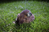 Radio tagged hedgehog Erinaceus europaeus,hedgehog,mammalia,mammal,Erinaceidae,vertebrate,conservation,radio tagged,tag,research,close up,profile,grassland,cute,spines,UK species,British species,least concern,UK,Europe,mon