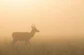 Red deer sunrise 1 cervus elaphus,red deer,cervidae,deer,mammalia,mammal,vertebrate,male,antlers,least concern,silhouette,misty,mist,grassland,UK species,British species,UK,Europe,sunrise,shadow,peaceful,Even-toed Ungul
