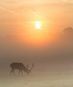 Red deer sunrise 2 cervus elaphus,red deer,cervidae,deer,mammalia,mammal,vertebrate,male,antlers,least concern,silhouette,misty,mist,grassland,UK species,British species,UK,Europe,grazing,eating,sunrise,shadow,peaceful,