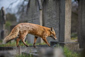 Red fox cemetery 1 Red fox,vulpes vulpes,mammal,mammalia,vertebrate,canidae,canid,fox,close-up,least concern,UK species,British species,UK,Europe,side profile,urban wildlife,urban,Chordates,Chordata,Mammalia,Mammals,Car