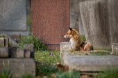 Red fox cemetery 2 Red fox,vulpes vulpes,mammal,mammalia,vertebrate,canidae,canid,fox,close up  least concern,UK species,British species,UK,Europe,side profile,urban wildlife,urban,ears,Chordates,Chordata,Mammalia,Mamma