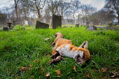 Red fox cemetery 3 Red fox,vulpes vulpes,mammal,mammalia,vertebrate,canidae,canid,fox,close up  least concern,UK species,British species,UK,Europe,side profile,urban wildlife,urban,teeth,dead,death,deceased,Chordates,Ch