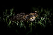 Cane toad, Australia amphibian,amphibia,toad,anura,bufonidae,vertebrate,invasive species,invasive,non-native species,pest,alien,Australia,Bufo marinus,Rhinella marina,Cane toad,night,nocturnal,close up,grumpy,least concer